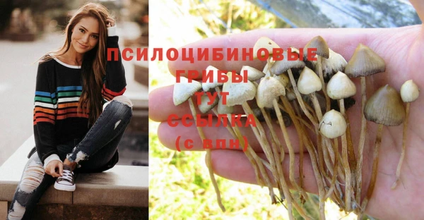PSILOCYBIN Семёнов