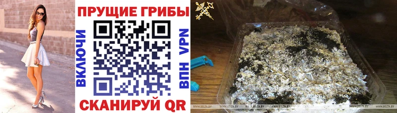закладки Астрахань Псилоцибиновые грибы Magic Shrooms